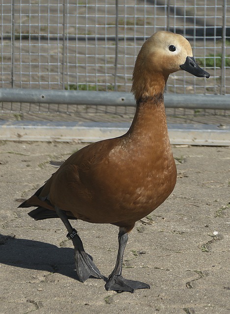 伤病
